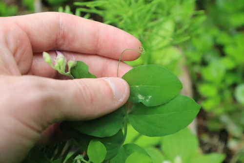 Image of Lathyrus nevadensis by no rights reserved