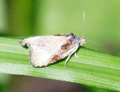 Olethreutes exoletum