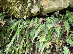 Blechnum chambersii