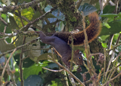 Sciurus ignitus