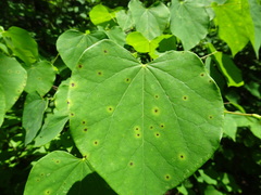 Pseudocercospora