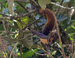 Sciurus ignitus