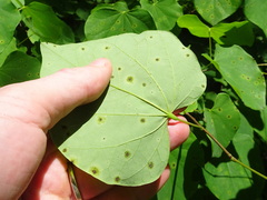 Pseudocercospora