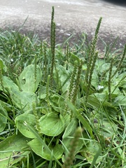Plantago rugelii