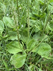 Plantago rugelii