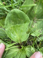 Plantago rugelii