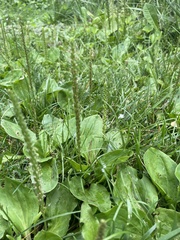 Plantago rugelii