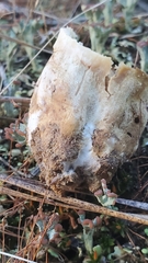 Xanthoconium stramineum