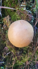Xanthoconium stramineum