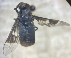 Chrysops mitis