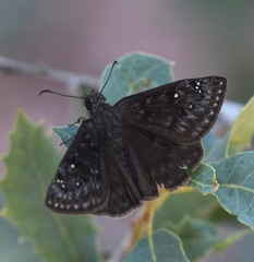 Erynnis meridianus