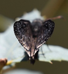 Erynnis meridianus