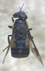 Chrysops dawsoni