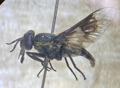 Chrysops dawsoni