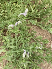 Heliotropium curassavicum