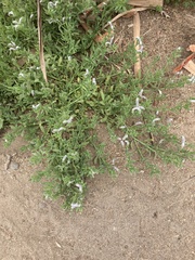 Heliotropium curassavicum