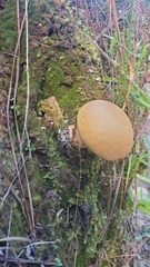 Xanthoconium stramineum