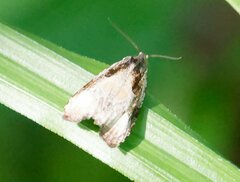 Olethreutes exoletum