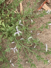 Heliotropium curassavicum