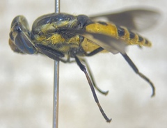 Chrysops venus