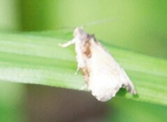 Olethreutes exoletum