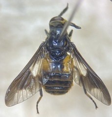 Chrysops frigidus
