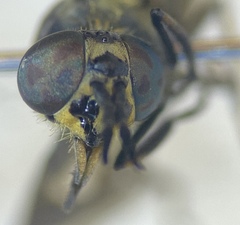 Chrysops frigidus