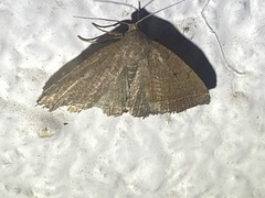 Zanclognatha protumnusalis