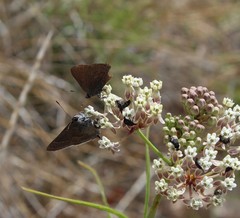 Satyrium tetra