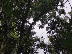 Agarista salicifolia