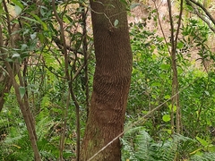 Agarista salicifolia