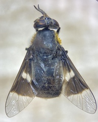 Chrysops cincticornis