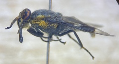 Chrysops cincticornis