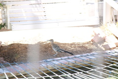 Geococcyx californianus