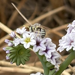 Calliopsis hesperia