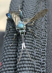 Coelichneumon eximius