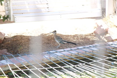 Geococcyx californianus