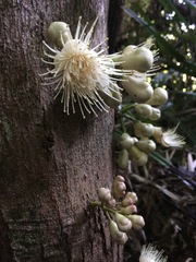 Syzygium cormiflorum