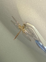 Neurocordulia xanthosoma