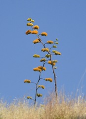 Agave chrysantha