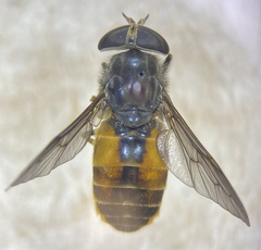 Hybomitra epistates