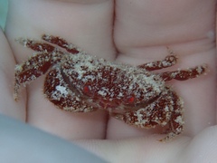 Platyactaea setigera