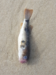 Marilyna pleurosticta