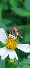 Mallota curvigaster
