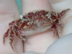 Platyactaea setigera