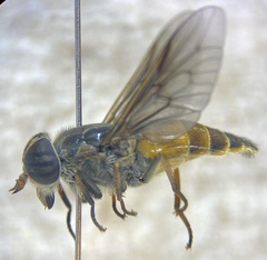 Hybomitra epistates