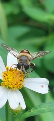 Mallota curvigaster