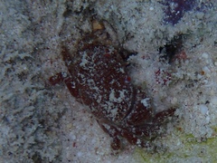 Platyactaea setigera