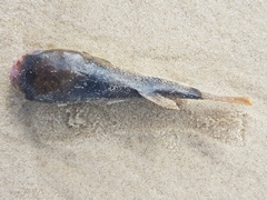 Marilyna pleurosticta