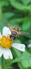 Mallota curvigaster